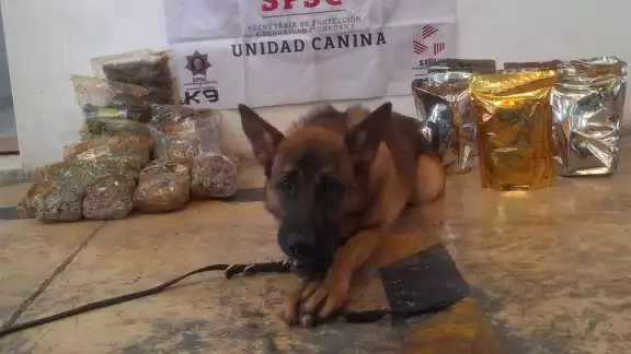 Las drogas quedaron aseguradas por la policía de Campeche Las drogas quedaron aseguradas por la policía de Campeche