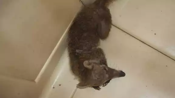 El coatí se encontraba dentro de una congeladora del puerto de abrigo de Progreso El coatí se encontraba dentro de una congeladora del puerto de abrigo de Progreso