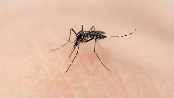 En Yucatán hay casos de muerte probablemente por dengue