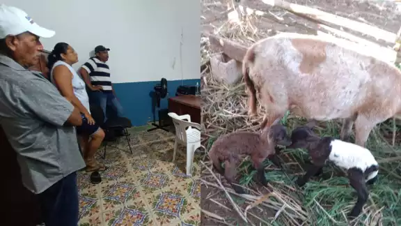 Pobladores desconocen el paradero de sus carneros que han criado y adquirido para obtener ingresos Pobladores desconocen el paradero de sus carneros que han criado y adquirido para obtener ingresos