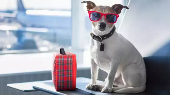 Las mascotas pueden viajar en el avión con varias reglas Las mascotas pueden viajar en el avión con varias reglas