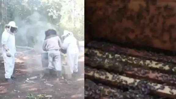 Les preocupa a los productores que haya una intensa sequía, vientos fuertes o incendios, podrían perder sus colmenas.
