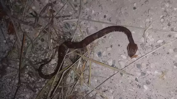 El hombre narró su experiencia con la mordedura de una serpiente huolpoch El hombre narró su experiencia con la mordedura de una serpiente huolpoch