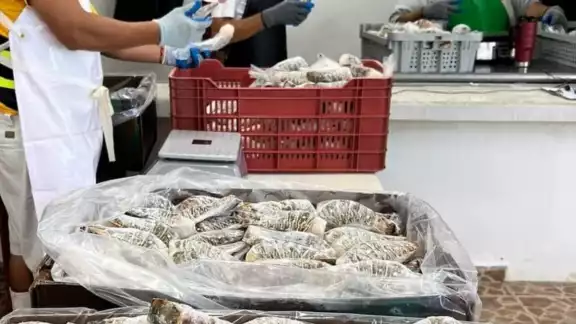 Se les debe entregar un sello para comercializar la langosta Se les debe entregar un sello para comercializar la langosta