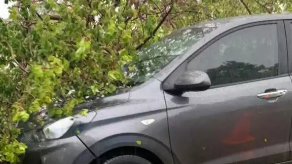 Varios árboles y ramas cayeron sobre autos estacionados en Mérida Varios árboles y ramas cayeron sobre autos estacionados en Mérida