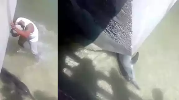 El delfín se encontraba atorado debajo del puente El delfín se encontraba atorado debajo del puente
