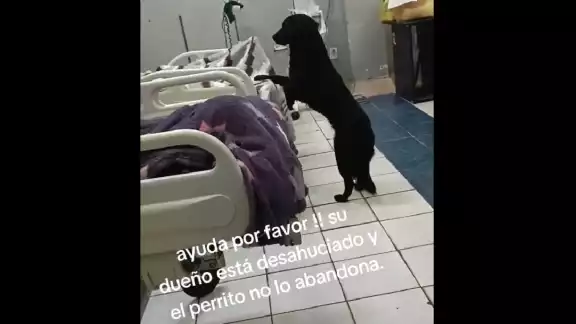 El perrito se mantiene cerca de su amo en el hospital El perrito se mantiene cerca de su amo en el hospital