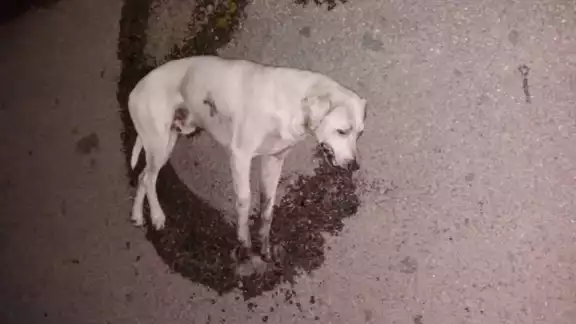 “Son muchos casos, es alarmante lo que está pasando con las mascotas”, lamentó “Son muchos casos, es alarmante lo que está pasando con las mascotas”, lamentó