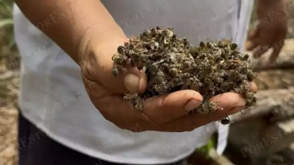 El uso de plaguicidas habría causado la muerte de miles de abejas en Nohalal El uso de plaguicidas habría causado la muerte de miles de abejas en Nohalal