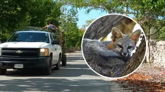 Se presume que la zorra gris yucateca fue atropellada y dejada abandonada en San Crisanto Se presume que la zorra gris yucateca fue atropellada y dejada abandonada en San Crisanto