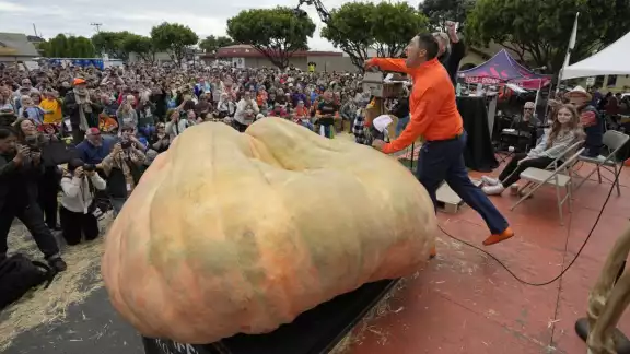 El ganador lleva más de 30 años cultivando calabazas
