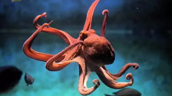 Los pulpos son una de las especies marinas que ha podido sobrevivir por más tiempo sobre la Tierra. Los pulpos son una de las especies marinas que ha podido sobrevivir por más tiempo sobre la Tierra.