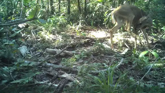77 especies silvestres aprovechan la conservación
