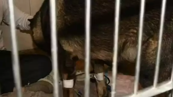 El perro está recuperándose satisfactoriamente. Foto: Especial