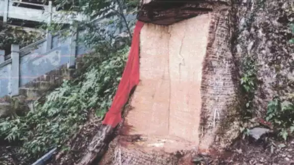 Así luce el árbol sagrado que fue afectado. Foto: Especial Así luce el árbol sagrado que fue afectado. Foto: Especial