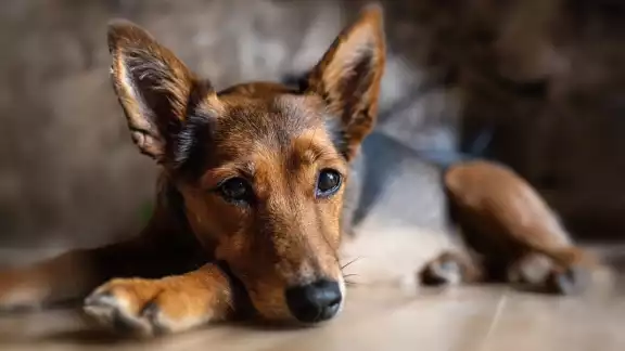 La multa será aplicada por cada mascota, no importa si es del mismo dueño