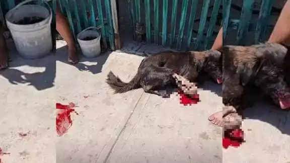 En Yucatán, se castiga hasta con 10 años de cárcel se aplicará contra quienes maltraten animales en Yucatán. En Yucatán, se castiga hasta con 10 años de cárcel se aplicará contra quienes maltraten animales en Yucatán.
