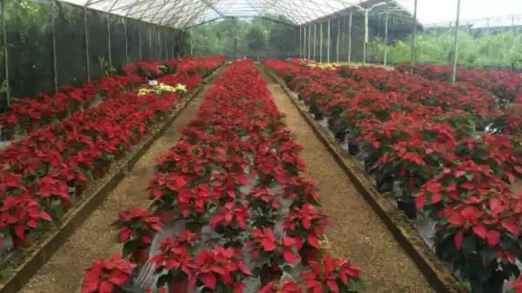 En un año se pueden cultivar hasta 80 mil flores de Noche Buena
