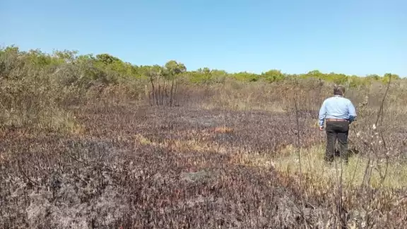 Comunidades menonitas incumplen compromisos y siguen con labores de deforestación