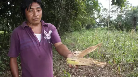 El hombre agregó que en la actualidad no es redituable sembrar maíz El hombre agregó que en la actualidad no es redituable sembrar maíz