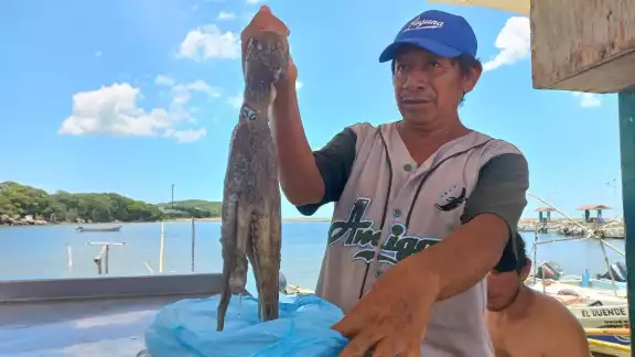 Con pocos ejemplares pescados no fue posible establecer el precio del kilo de pulpo Con pocos ejemplares pescados no fue posible establecer el precio del kilo de pulpo