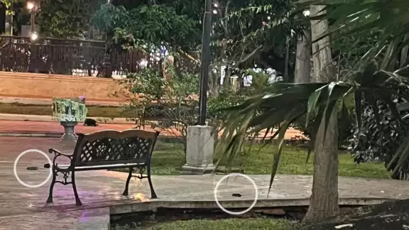 Son varios los riesgos que genera la presencia de las ratas en el primer cuadro de la ciudad Son varios los riesgos que genera la presencia de las ratas en el primer cuadro de la ciudad