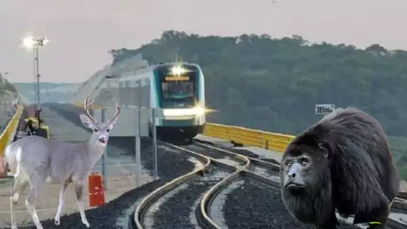 En el recorrido del Tren Maya se podrán apreciar múltiples especies En el recorrido del Tren Maya se podrán apreciar múltiples especies