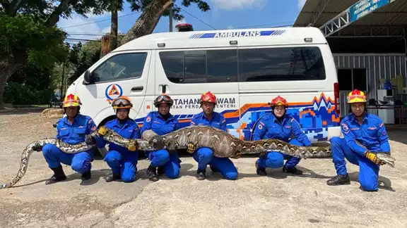 La captura de la pitón por personal especializado. Foto: Especial