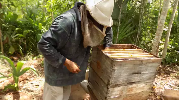 Se necesita prestar atención a las colmenas y así buscar diferentes formas para combatir las plagas Se necesita prestar atención a las colmenas y así buscar diferentes formas para combatir las plagas