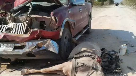 El animal murió y la guiadora fue trasladada al hospital El animal murió y la guiadora fue trasladada al hospital