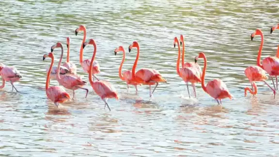 Después de mucho tiempo se reportó el arribo de parvadas de flamencos a El Cuyo Después de mucho tiempo se reportó el arribo de parvadas de flamencos a El Cuyo