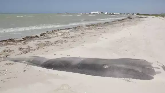 La clausura de los geotubos en Paraíso Sisal por violar la ley ambiental podría clausurar complejo inmobiliario La clausura de los geotubos en Paraíso Sisal por violar la ley ambiental podría clausurar complejo inmobiliario