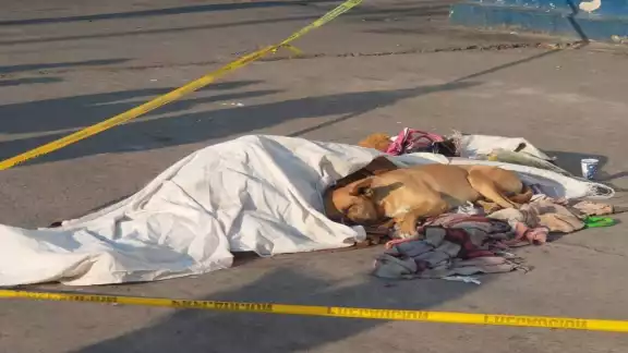La mascota se acostó al lado del cuerpo mientras llegaban las autoridades La mascota se acostó al lado del cuerpo mientras llegaban las autoridades