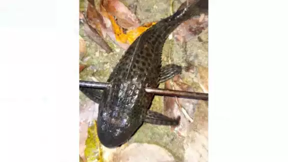 Las autoridades ambientales de Quintana Roo no han informado si han realizado alguna acción