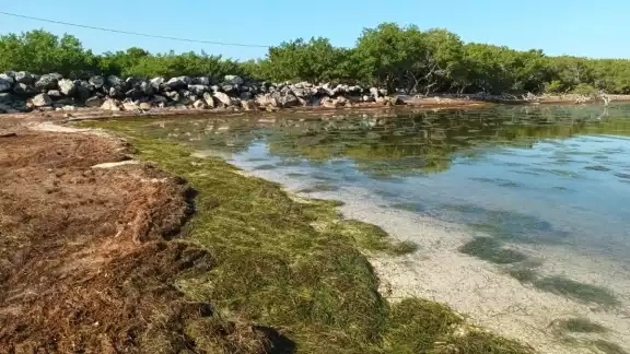 El sargazo traído por las lluvias ha dificultado el acceso en algunas zonas El sargazo traído por las lluvias ha dificultado el acceso en algunas zonas