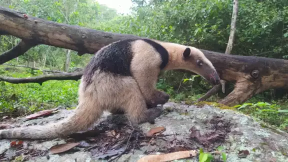 El oso hormiguero fue liberado en la Reserva Kaxil Kiuic El oso hormiguero fue liberado en la Reserva Kaxil Kiuic