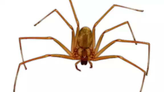 La picadura de la araña violinista puede causar daños en la salud La picadura de la araña violinista puede causar daños en la salud