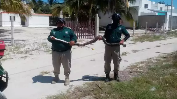 La boa midió más de dos metros y fue liberada en la Zona Cero en el tramo Progreso-Chicxulub La boa midió más de dos metros y fue liberada en la Zona Cero en el tramo Progreso-Chicxulub