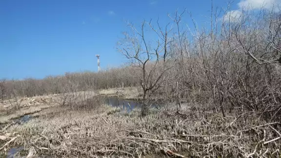 Los petenes, manglares, playas, dunas y selvas están sufriendo graves daños Los petenes, manglares, playas, dunas y selvas están sufriendo graves daños