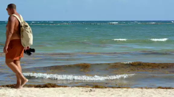 En Cancún, la mayor parte de los litorales vigilados tienen macroalga en cantidad baja; nueve registran presencia moderada, de acuerdo con el organismo.