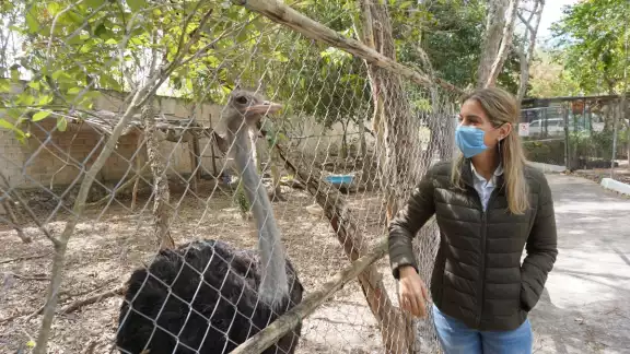 Se vio que los animalitos están entre sus heces y orines