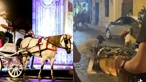El caballo colapsó por manchas de diésel y no por cansancio, señaló la Comuna El caballo colapsó por manchas de diésel y no por cansancio, señaló la Comuna