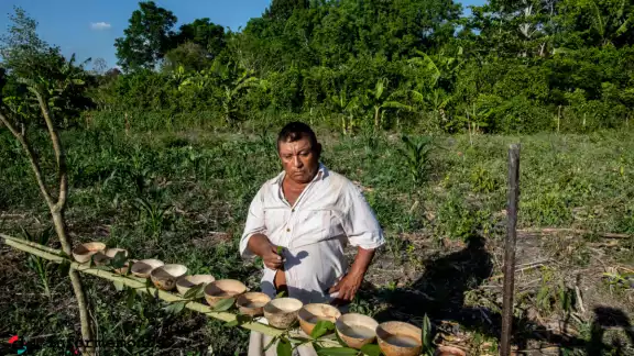 Desde el año 2000 trabajan proyectos de cedro, caoba y ciricote en la Zona Maya