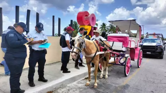 Operativo termina con la detención de dos calesas con caballos y una calesa eléctrica
