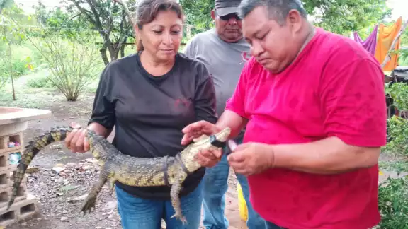 En otros municipios se reportó la captura de dos enormes boas En otros municipios se reportó la captura de dos enormes boas