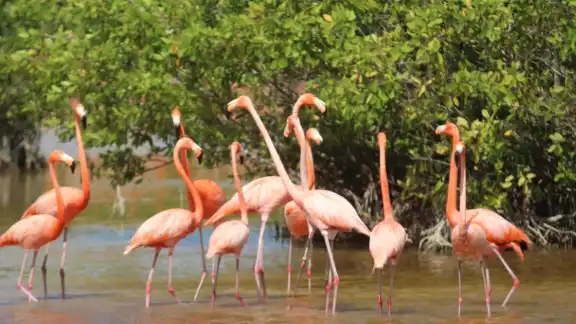 Antes de que terminara el verano, varios de estos animales comenzaron a bajar en pequeñas parvadas dentro de los manglares y las rías Antes de que terminara el verano, varios de estos animales comenzaron a bajar en pequeñas parvadas dentro de los manglares y las rías