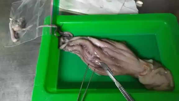 En los pulpos se detectó glifosato, arsénico, cadmio, bario y cromo En los pulpos se detectó glifosato, arsénico, cadmio, bario y cromo