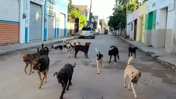 El grupo de perros fue ahuyentado por personas que se encontraban en el parque
