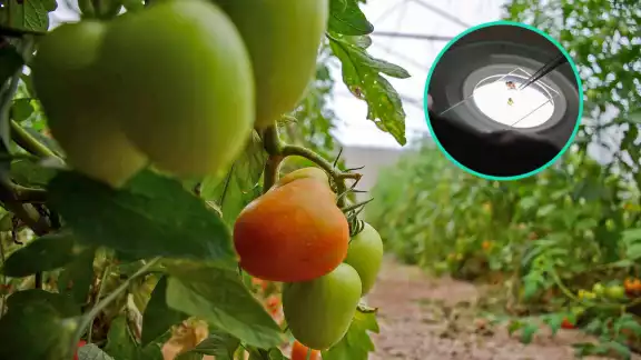 Podría aplicarse una cuarentena sobre los vegetales y hortalizas