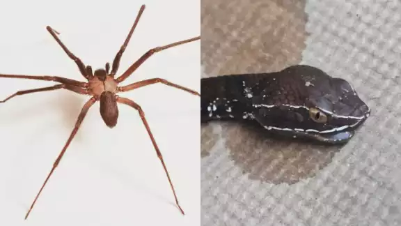 Hay especies de insectos y reptiles que son venenosos